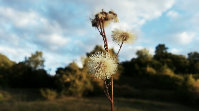 softness, tranquility, dandelion seed, fall, focus on foreground, dandelion, flower head, wilted plant, cloud - sky, outdoors, flowering plant, no people