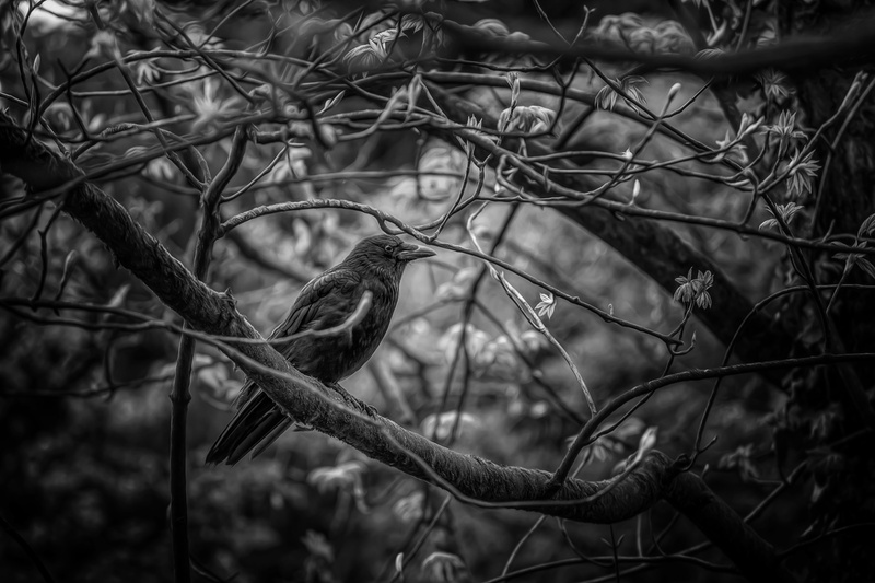 day, animal themes, nature, dead plant, tree, 5K, growth, focus on foreground, vertebrate, birds, animals, branch, outdoors, animals in the wild, animal wildlife