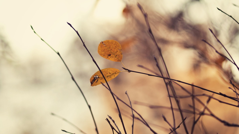 beauty in nature, animal, branch, animal wildlife, one animal, orange color, plants, plant, close-up, leaves, animal themes, selective focus, dead plant