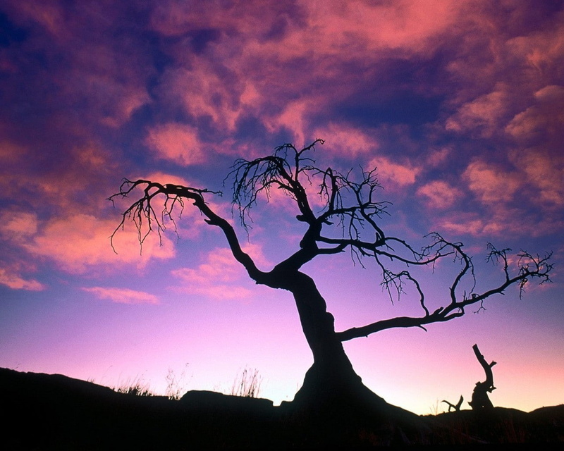 scenics - nature, 720P, trees, outdoors, bare tree, dramatic sky, cloudscape, silhouette, no people, sky, beauty in nature, sunset, nature, landscape