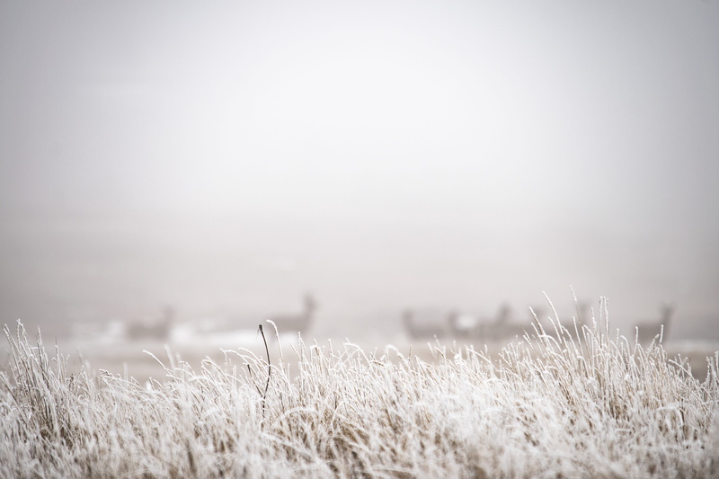 tranquility, mist, scenics - nature, environment, sunrise, grassland, land, no people, landscape, plant, 5K, frost, weather, snow, day, tranquil scene