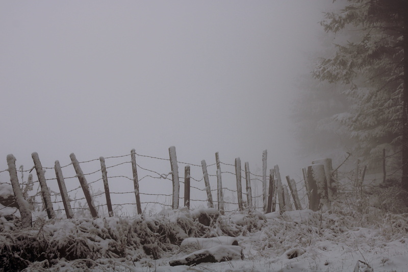 fog, prat de bouc, beauty in nature, ice, non-urban scene, cold temperature, tree, cantal, mist, frost, snow, landscape, ghostly atmosphere, winter, land