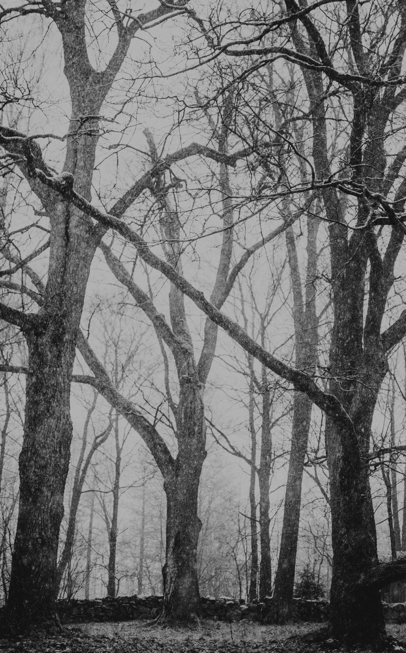 trees, ice, beauty in nature, frost, plant, growth, woodland, sky, scenics - nature, fog, weather, nature, landscape, snow, daytime, tree, land, bare tree