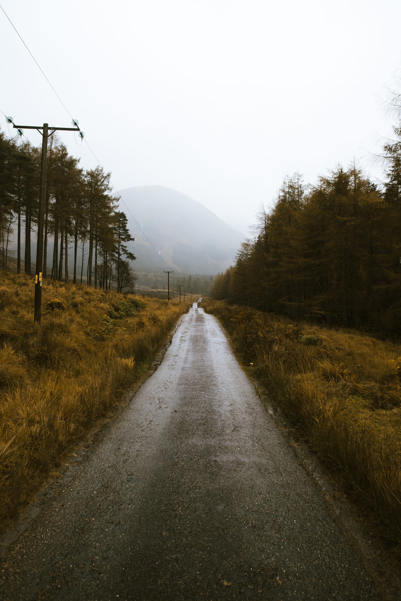 weather, foggy, no people, fog, plant, growth, scenics - nature, daylight, diminishing perspective, trees, 8K, transportation, forest, travel, outdoors