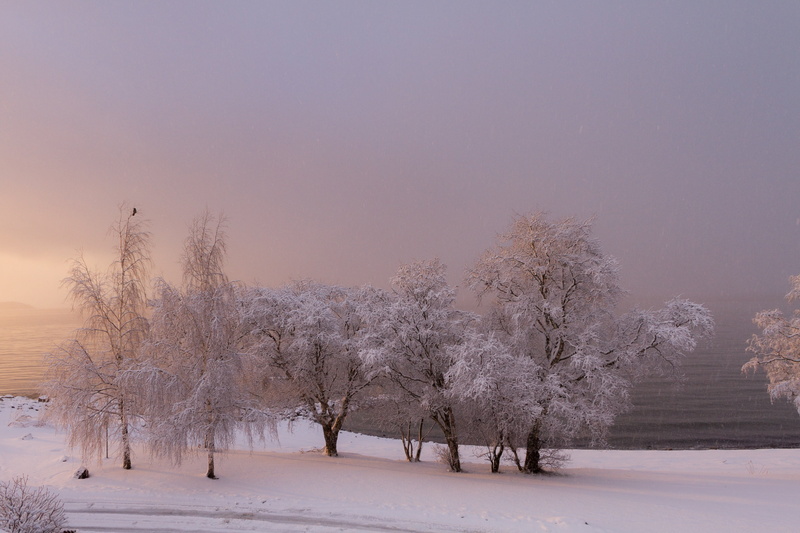 outdoors, environment, season, ice, fog, idyllic, no people, norway, scenics, cold, white color, trees, snowing, winter, nature, frozen, sea, tranquility