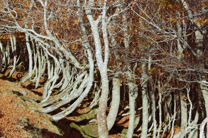 trees, mystery, no people, tree, rocks, brown, branch, beauty in nature, cantal, autumn, bare tree, tree trunk, land, tranquility, trunk, non-urban scene