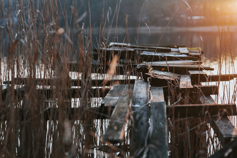 industry, swan, nature, lake, winter, dry, selective focus, day, abandoned, by the lake, no people, 5K, tranquility, walk, architecture, plant, grass