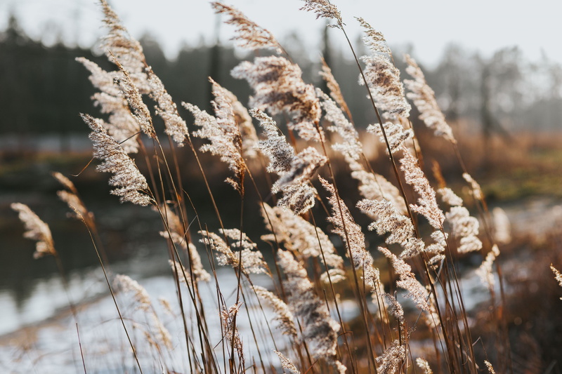 field, cold temperature, dog, growth, agriculture, plant, no People, focus on foreground, sunlight, vulnerability, water, brown, crop, 5K, winter, dead plant