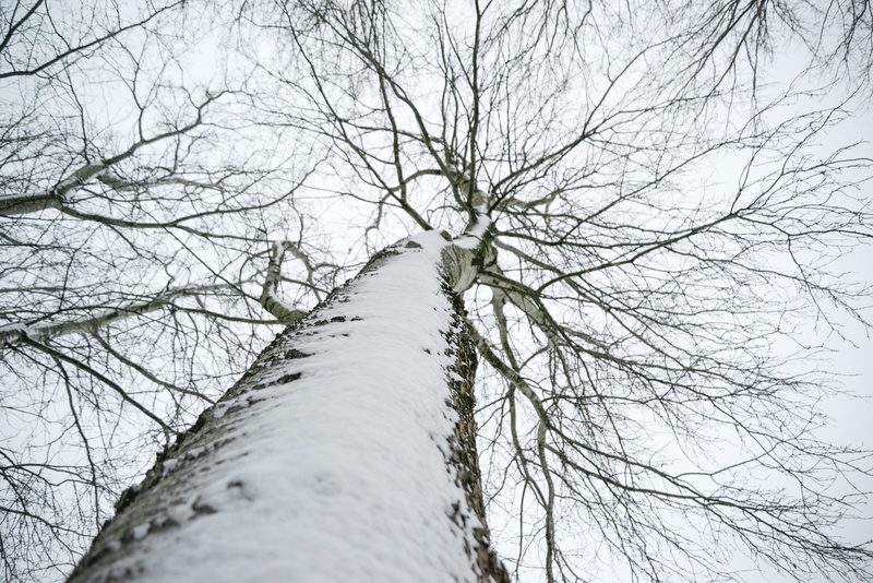 trunk, scenics - nature, nature, low angle shot, twigs, forest, season, land, winter, sky, angle, pollution, no people, day, tree branches, wood, photo