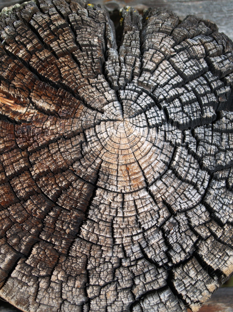 textured, tree stump, forest, concentric, tree, day, natural pattern, texture, wood - material, wood, weathering, close-up, wood grain, plant, backgrounds