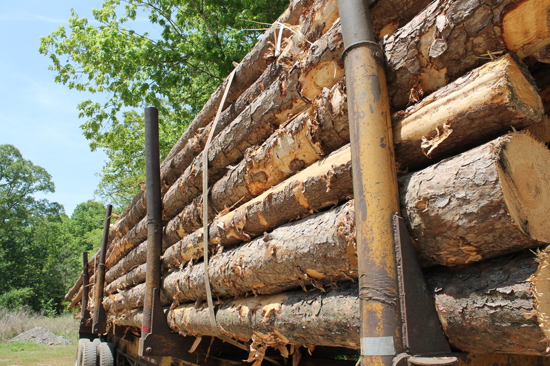 wood - material, timber, architecture, dead tree, log, tree, trailer, no people, large group of objects, day, trunk, low angle view, outdoors, damaged