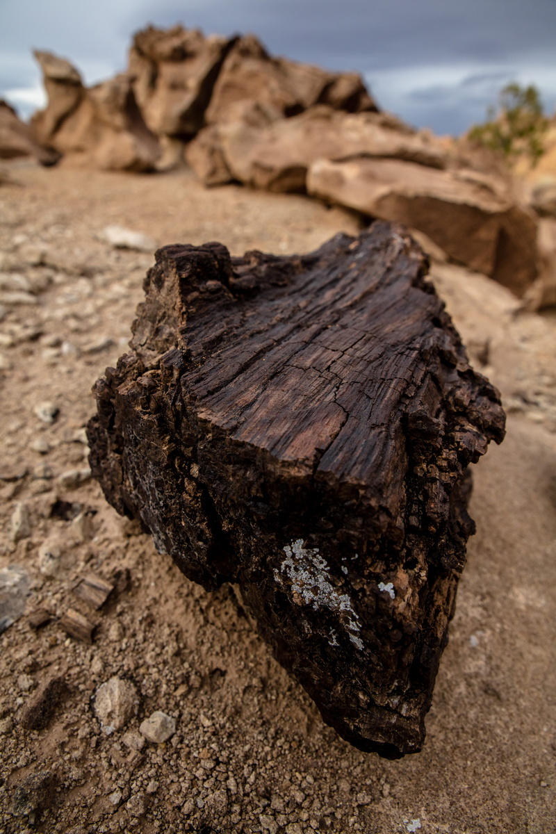 tree, desert, food and drink, dirt, nature, utah, dead plant, dry, food, outdoors, land, plant, wood, brown, mud, united states, textured, 8K, bark, patrick hendry