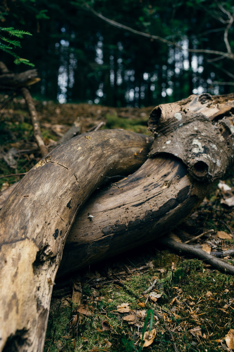 2K, background, woods, tree, log, nature, driftwood, day, ground, bone, outdoors, old, animal skull, moss, wood, floor, focus on foreground, land, fallen tree