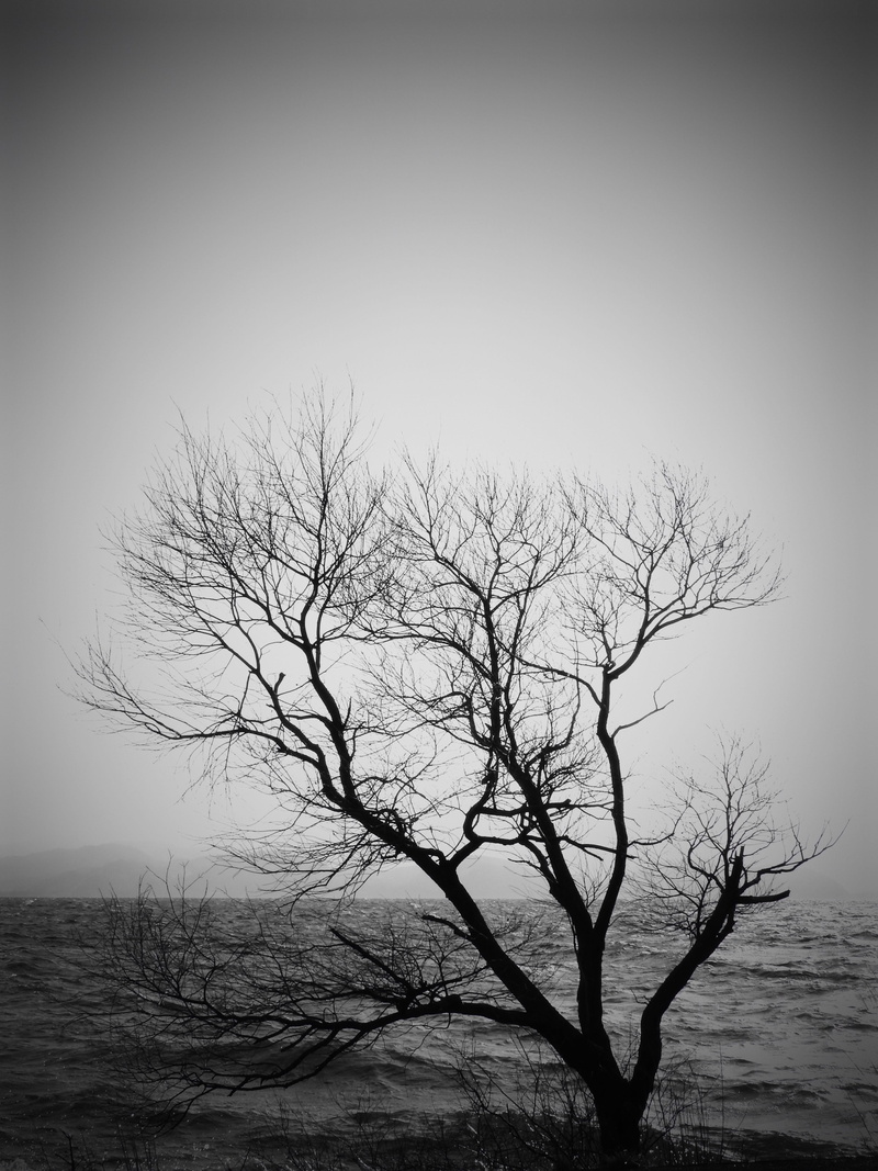 landscape, tree trunk, Japan, branch, wood, dark, dead Plant, clear sky, environment, black And White, isolated, loneliness, plant, Lake, day, nature, no people