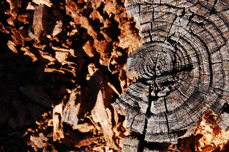 outdoors, deforestation, 1080P, fuel and power generation, dead, close-up, log, brown, textured, pattern, stump, full frame, firewood, day, tree ring