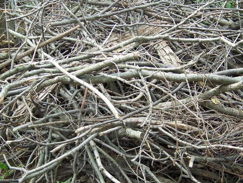 tree, root, high angle view, plant, complexity, nature, wood, tranquility, twig, dry, close-up, no people, growth, 2K, forest, full frame, branch, backgrounds