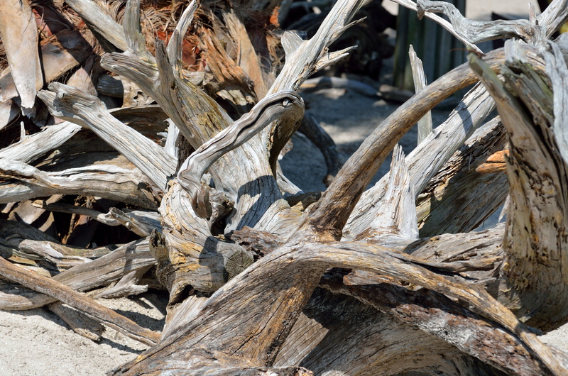 stack, tree, backgrounds, dead plant, sunlight, sand, driftwood, south, shore, background, coast, nature, beach, day, textured, coastal, backdrop, water