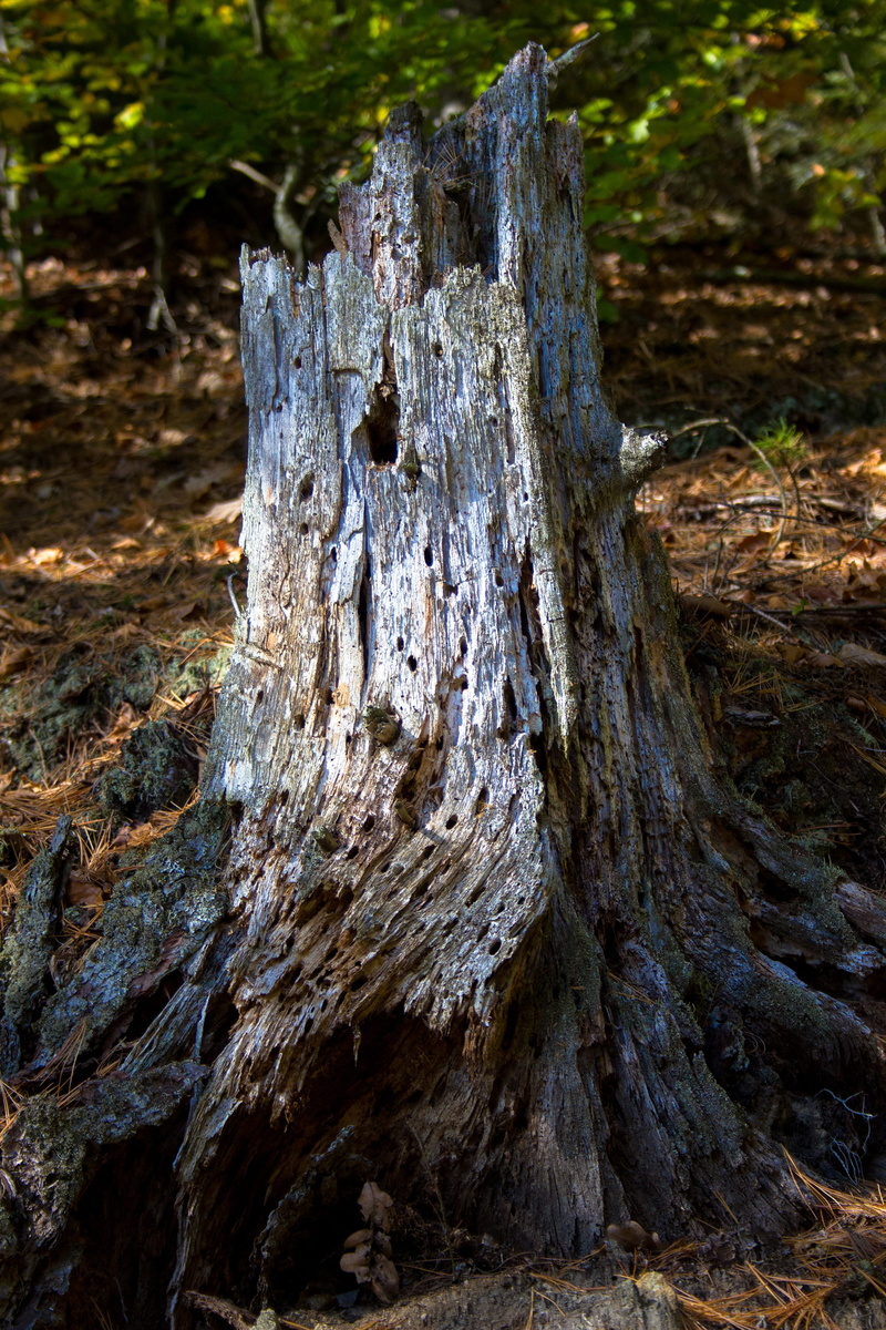 plant, field, 2K, trunk, tree trunk, tree, old, dead plant, stump, rotten, growth, wood - material, land, bark, forest, day, tree stump, outdoors, no people