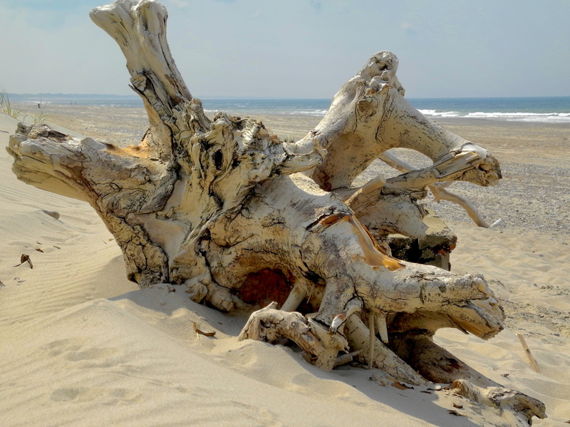 sky, no people, sand, root, land, remote, horizon, dead plant, day, wood, scenics - nature, climate, drift wood, beauty in nature, beach, landscape, tranquility