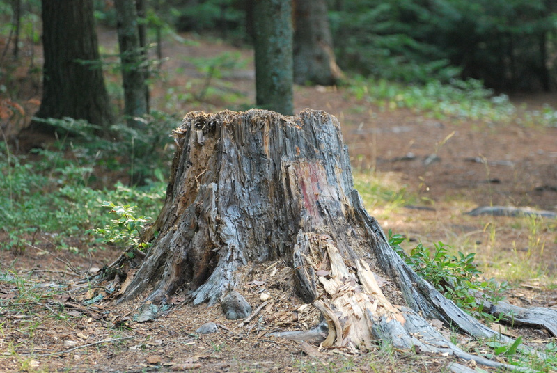 field, beauty in nature, plant, forest, tranquility, tree Trunk, day, Nature, Woods, growth, wood - material, trunk, bark, woodland, tree, focus on foreground