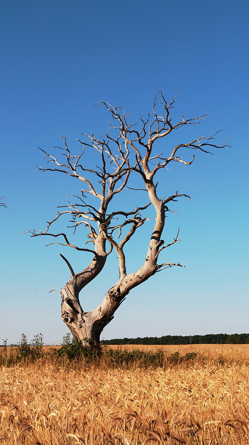 middle, arid climate, tranquility, 5K, fields, no people, environment, day, branch, blue, outdoors, clear sky, dead plant, bare tree, tree, nature, tranquil scene