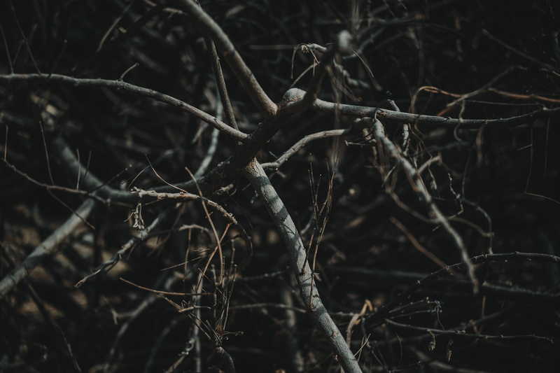 plant, pulilan, twigs, complexity, selective focus, dead, stick - plant part, philippines, branches, no people, close-up, outdoors, cold temperature, dead plant