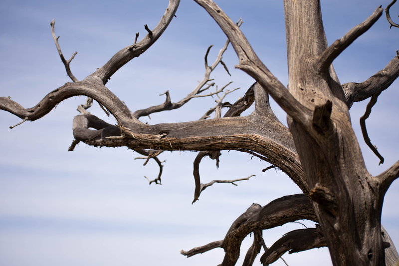 sky, nature, blue sky, knotted, trunk, low angle view, wood - material, no people, blue, scenics - nature, animal themes, branch, clear sky
