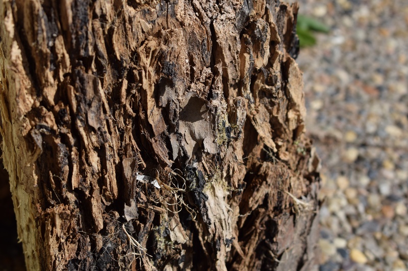 no people, trunk, nature, tree, tree trunk, focus on foreground, wood, textured, bark, natural pattern, stump, dead plant, 5K, textured effect, growth