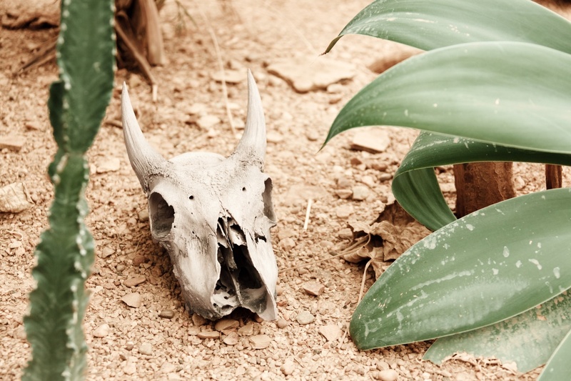 animal body part, desert, close-up, horned, drought, animals in the wild, horns, skeleton, parched, one animal, animal skull, dead, arid, nature, sand