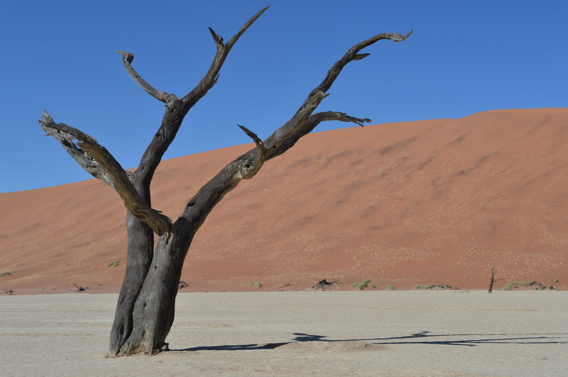 sky, no people, scenics - nature, arid climate, climate, sunlight, landscape, land, heat, Burned, outdoors, dead plant, non-urban scene, loneliness, nature