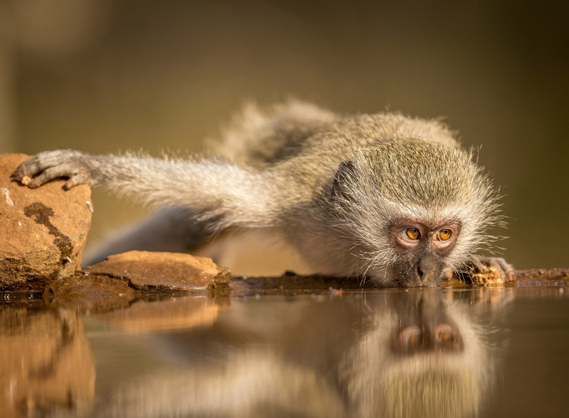 black, 1080P, monkey, gray, watering, South Africa, Simang, south, africa