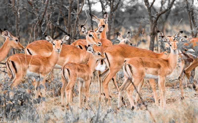 2K, deer, herd