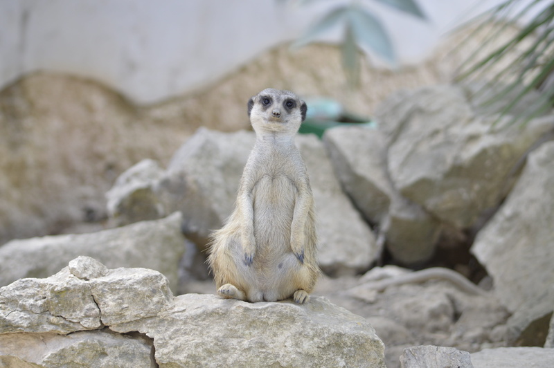 mammal, solid, mongoose, animals, day, 5K, suricate, protection, looking, suricatta, desert, reserve, rock - object, meerkat, cute, nature, small, sigean