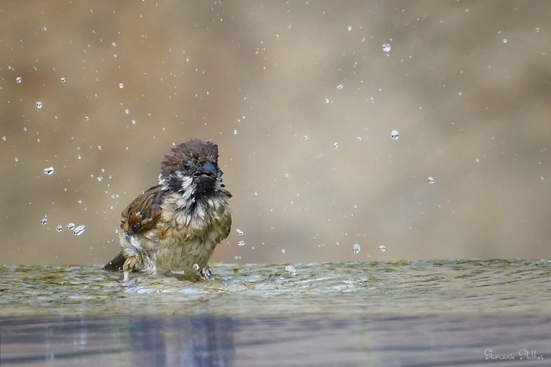 Splish splash, I am, winter, slabber, birding, brown, tree sparrow, bath, sparrow, animal, nature, 1080P, nikon d500, daytime, bird, snow, water