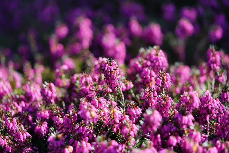 erika, erica multiflora, vulnerability, bloom, no people, heather green, fragility, selective focus, flower head, inflorescence, outdoors, flowerbed, nature