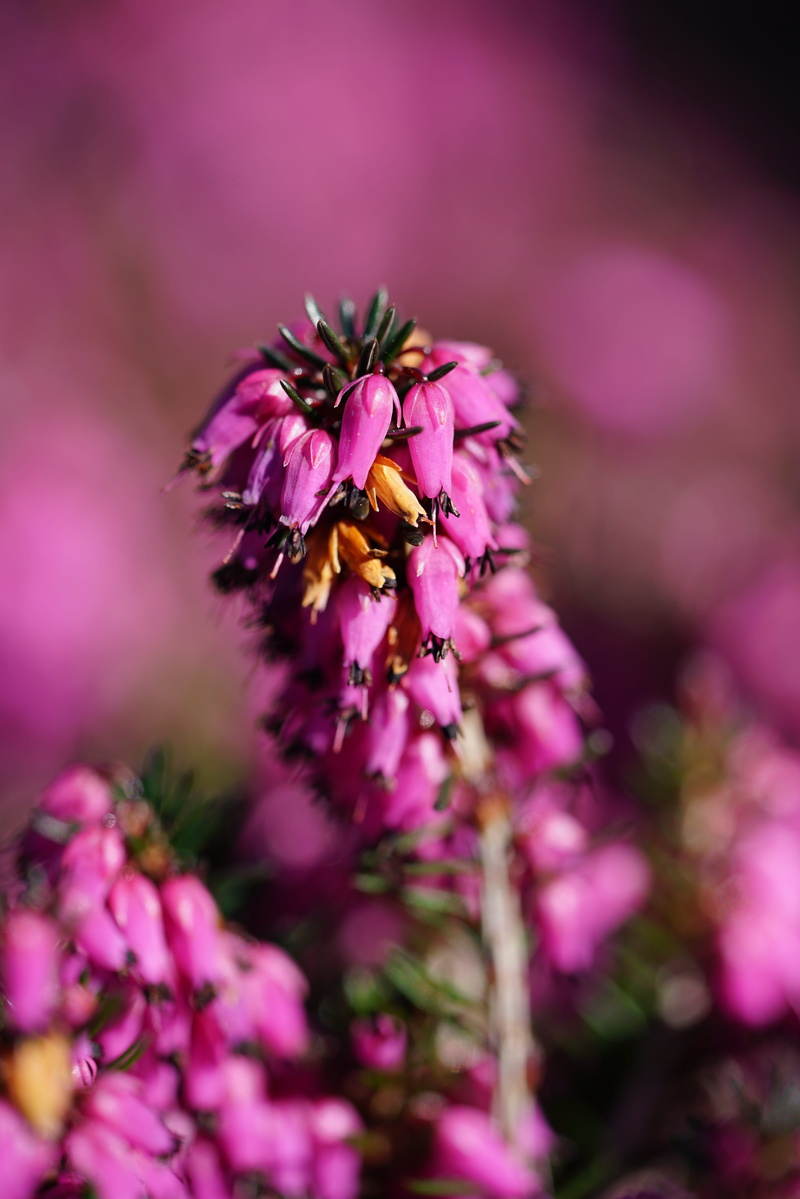 blossom, bloom, pink color, erica multiflora, growth, pollen, vulnerability, freshness, flowering plant, 8K, petal, flower, outdoors, heathers, pollination