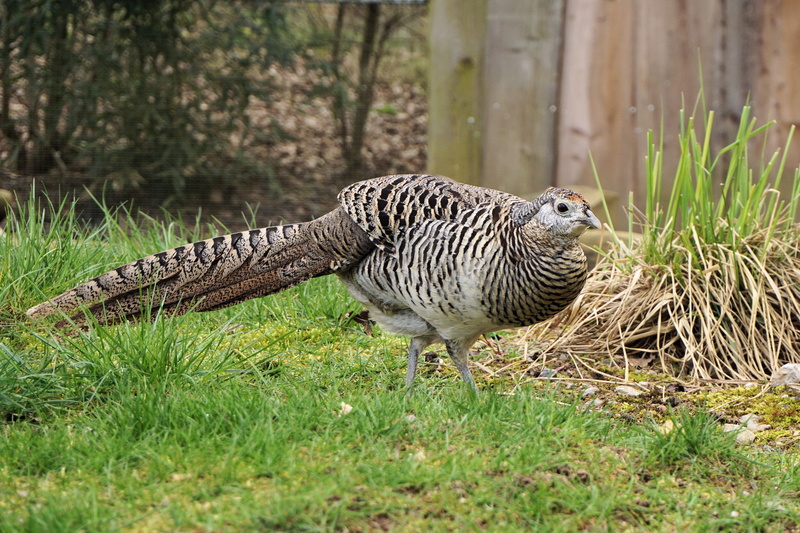 animal world, day, full length, animal wildlife, zoo, animal, galliformes, sababurg castle, animal themes, vertebrate, animals In The Wild, bird, nature