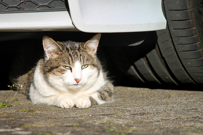 pets, portrait, wheel, dear, view, gray, cat, cute, tiger cat, relaxation, head, tire, auto tires, mammal, close, attention, cat face, cat portrait, face