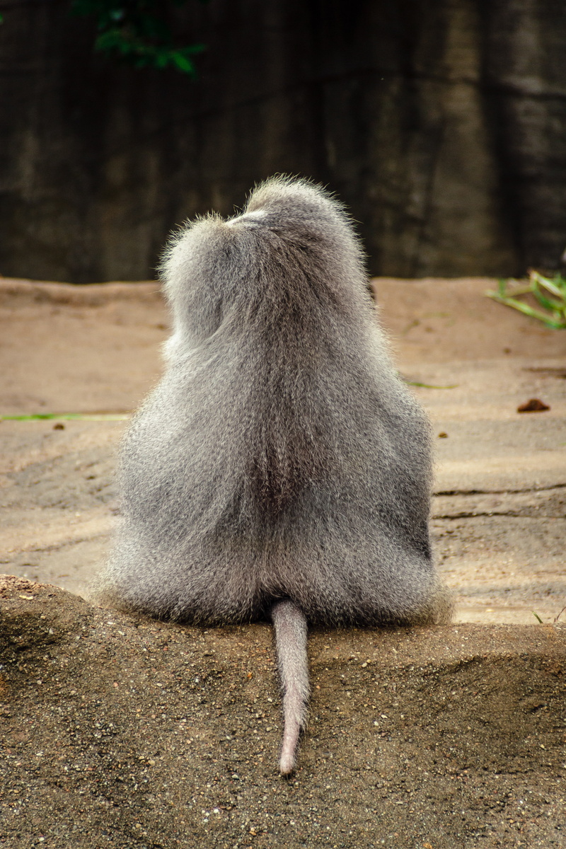 hamadryas, animals, primates, old animal, mammal, papio, sit, old world monkey, day, baboon, grey back, no people, animal hair, male, hamburg, animals in the wild