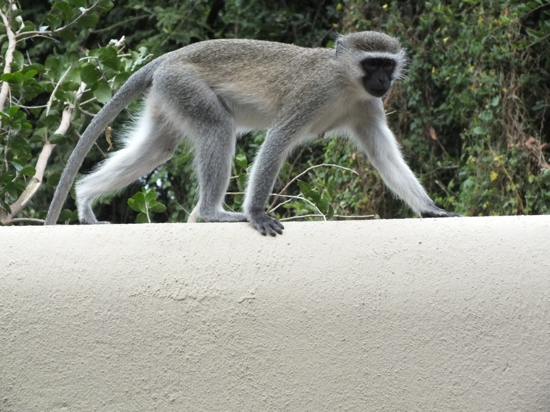 full length, species, plant, monkey, focus on foreground, no people, looking away, africa, side view, primate, nature, looking, animal wildlife, safari