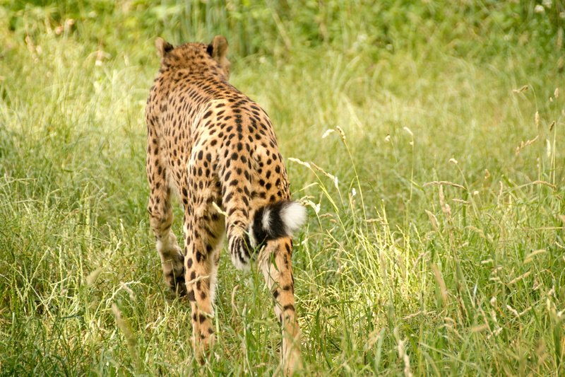 outdoors, fast, landscape, animals, cheetah, attention, wild, animal wildlife, watch, click, animals in the wild, national park, wildcat, animal world
