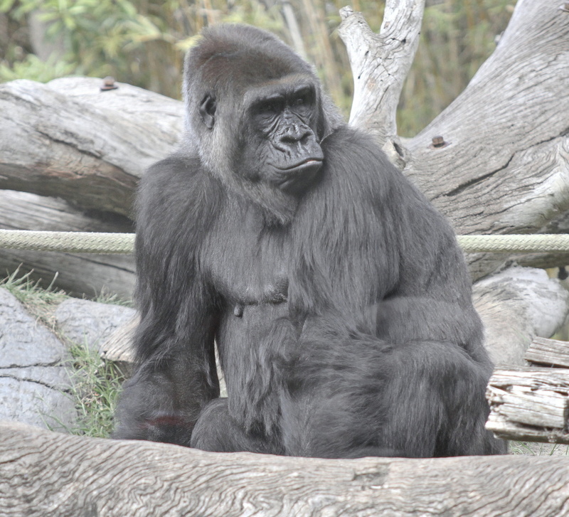 large, vegetarian, plant, animal wildlife, animals in the wild, ape, monkey, natural, gorilla, safari, one animal, endangered, animal, sit, zoo, face, outdoor