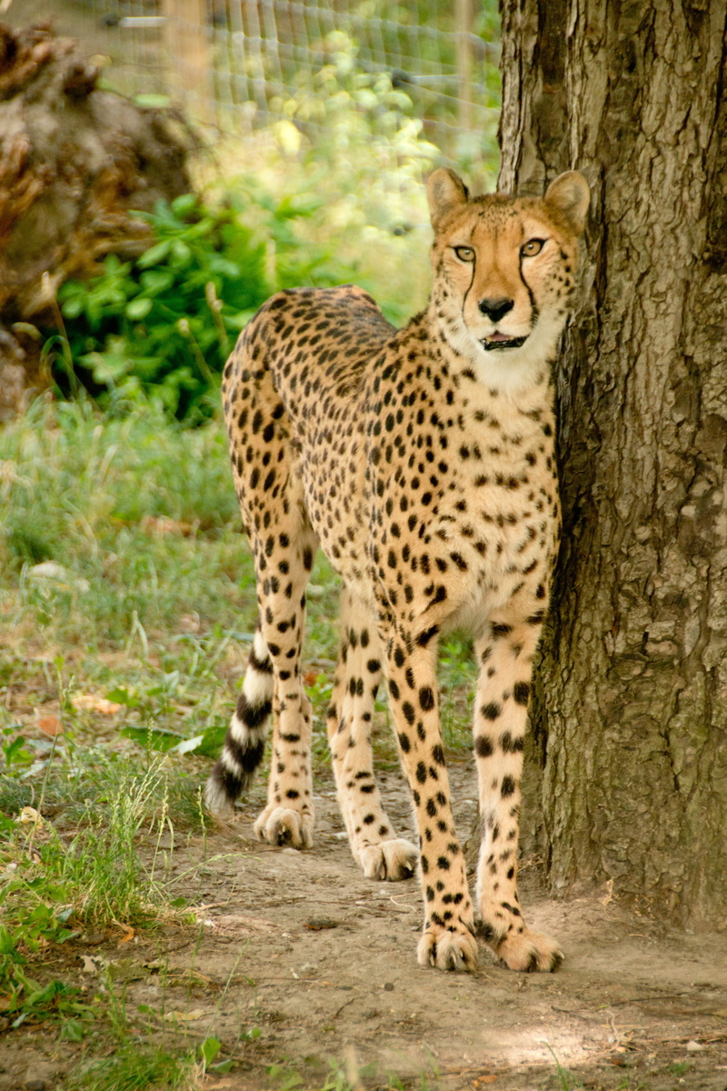 feline, mammals, big cat, fur, cat, purry, summer, beside, portrait, park, head, wildcat, animals, tree, attention, national park, kenya, plant, vertebrate