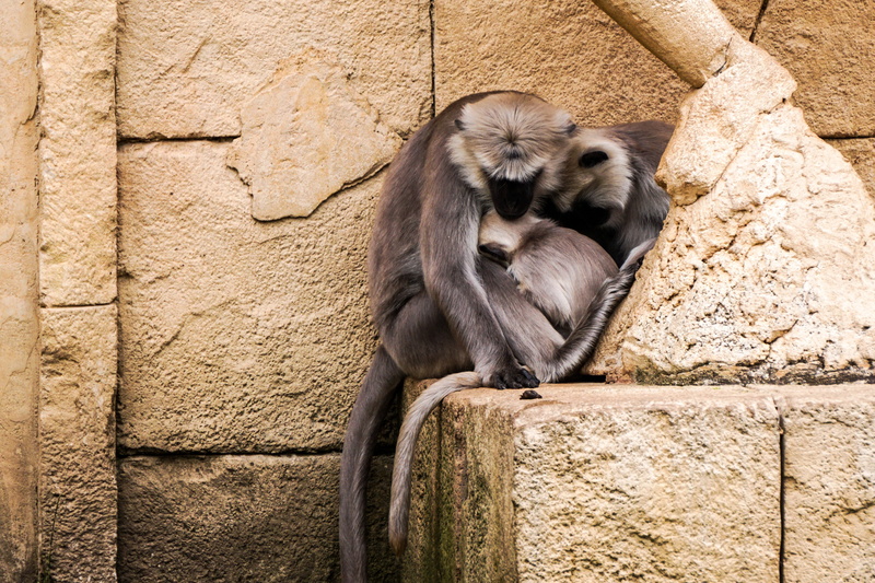 monkey, sitting, mammals, wall - building feature, pain, animals in the wild, solid, child, day, gray langur, one animal, thoughtful, stone wall, affection