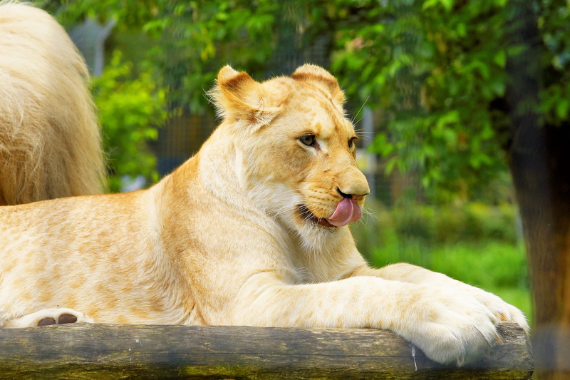 vertebrate, animal head, tree, africa, beige, nature, wildcat, domestic animals, carnivora, White Lioness, rest pause, attention, 4K, majestic, brown