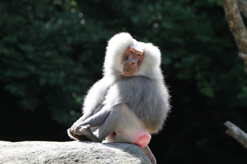 5K, no people, look, animal wildlife, primate, day, mammal, fur, sunlight, grey, mouth open, vertebrate, animals in the wild, focus on foreground, baboon
