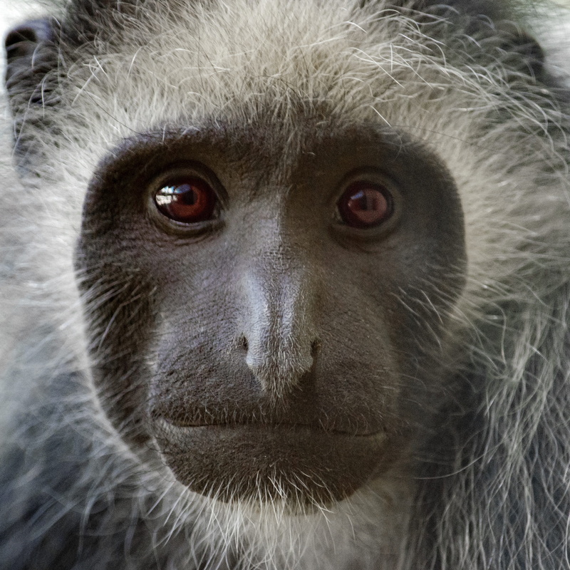 close-up, animals in the wild, animal nose, africa, one animal, cute, animal world, 2K, animal hair, black and white, portrait, no people, primate, bears colobus monkey