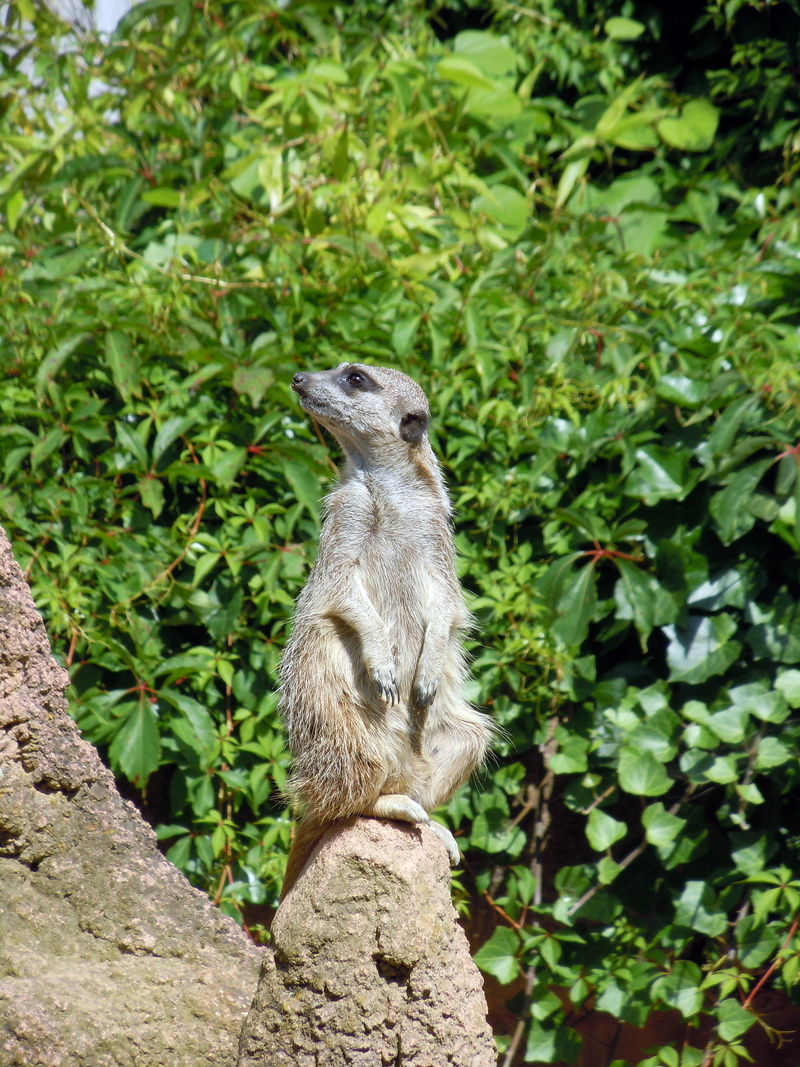 nature, focus on foreground, cute, animals In The Wild, solid, animal wildlife, Meerkat, mammal, green color, plant, Animal, fur, africa, rock, Guard, one animal