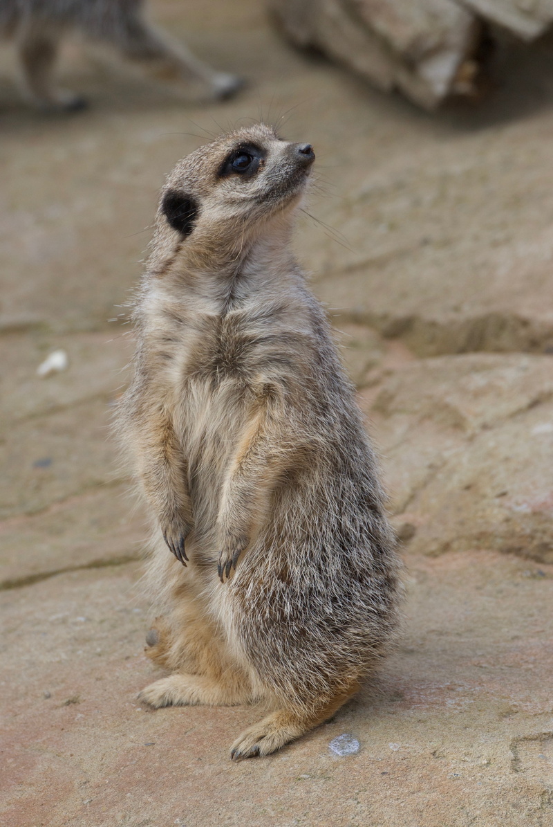 one animal, nature, whisker, animal, land, cute, animals in the wild, solid, vertebrate, park, standing, 4K, sitting, desert, focus on foreground, attention