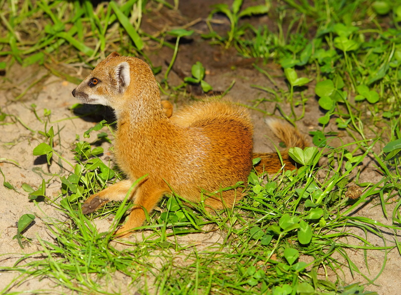 plant part, small, sit, sand, small animal, full length, furry, one animal, Active, Mammal, guard, land, no people, plant, field, Animal, attention, animal wildlife